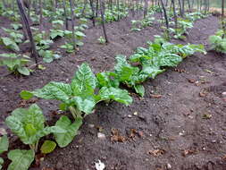 Image of Beta vulgaris subsp. vulgaris Cicla