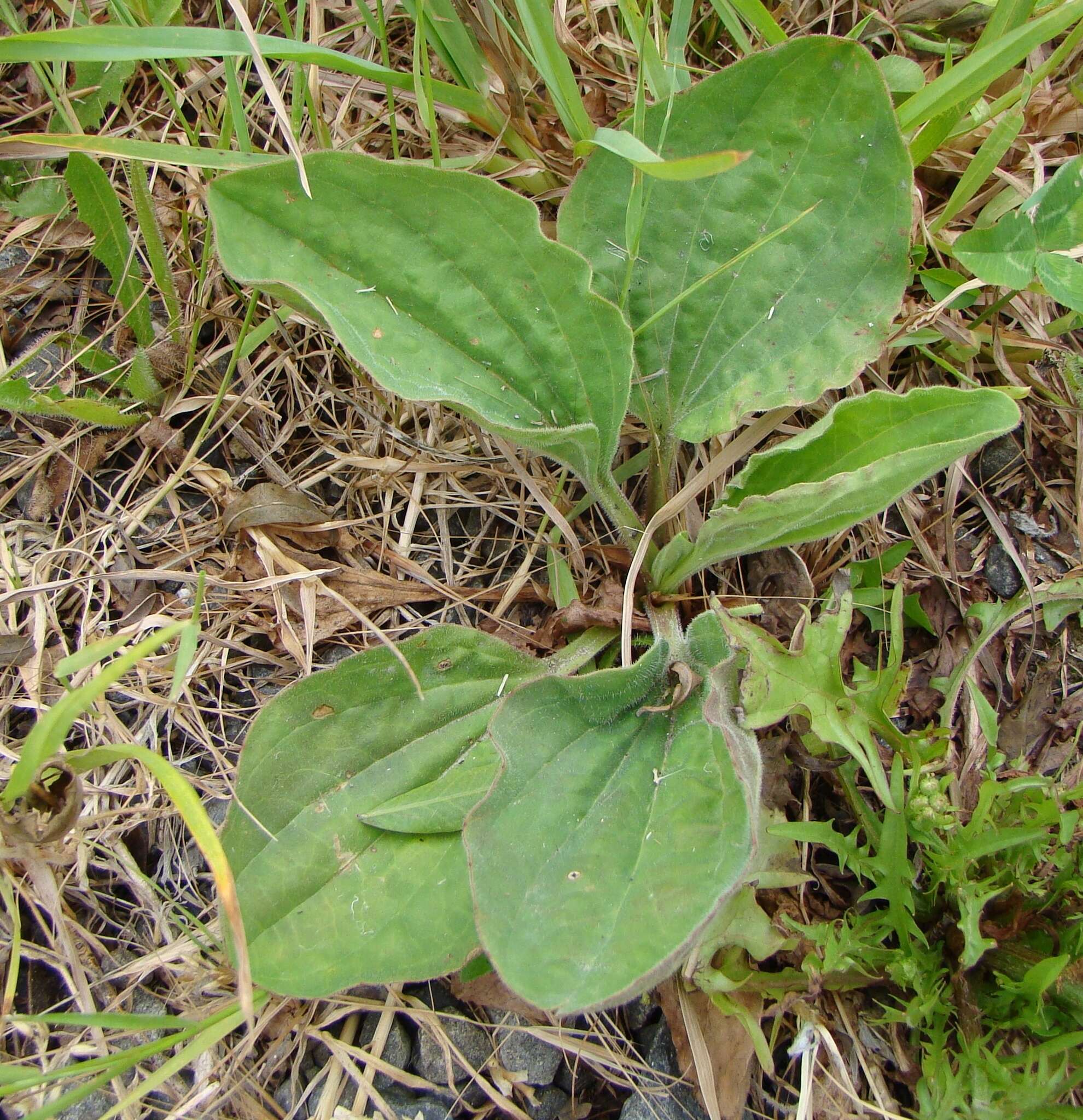 Plancia ëd Plantago maior