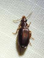 Image of Ground beetle