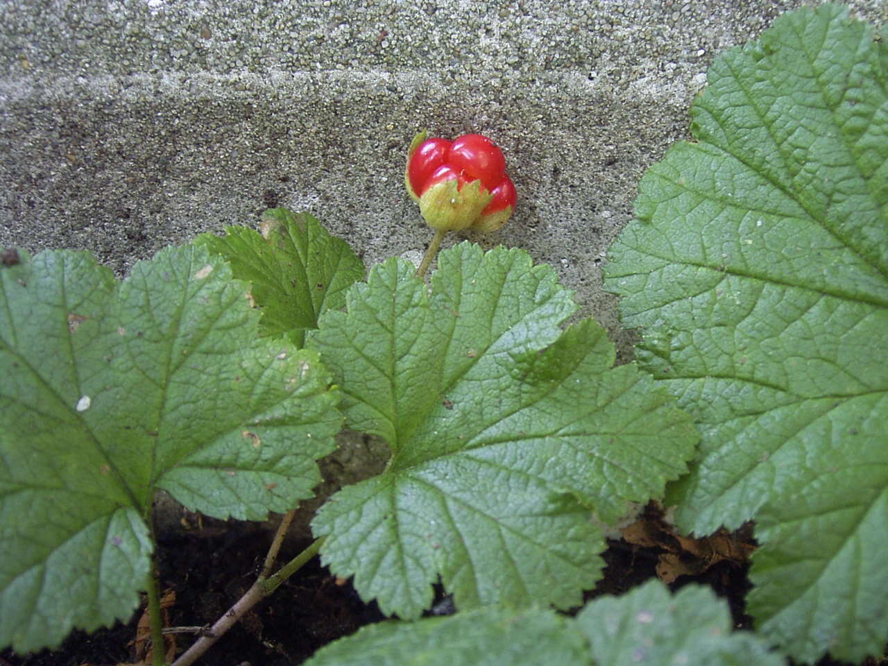 Image of cloudberry