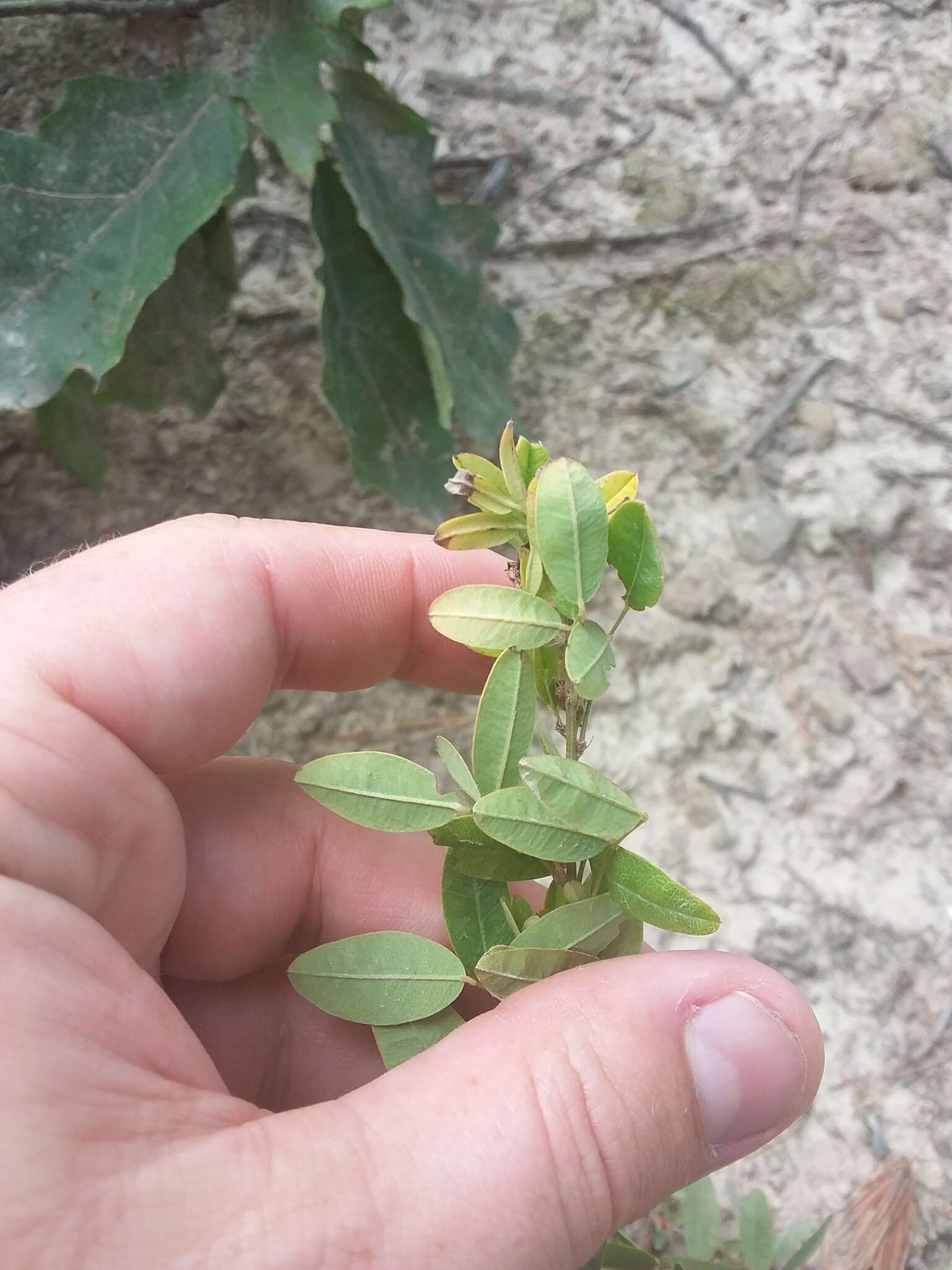 Image of violet lespedeza