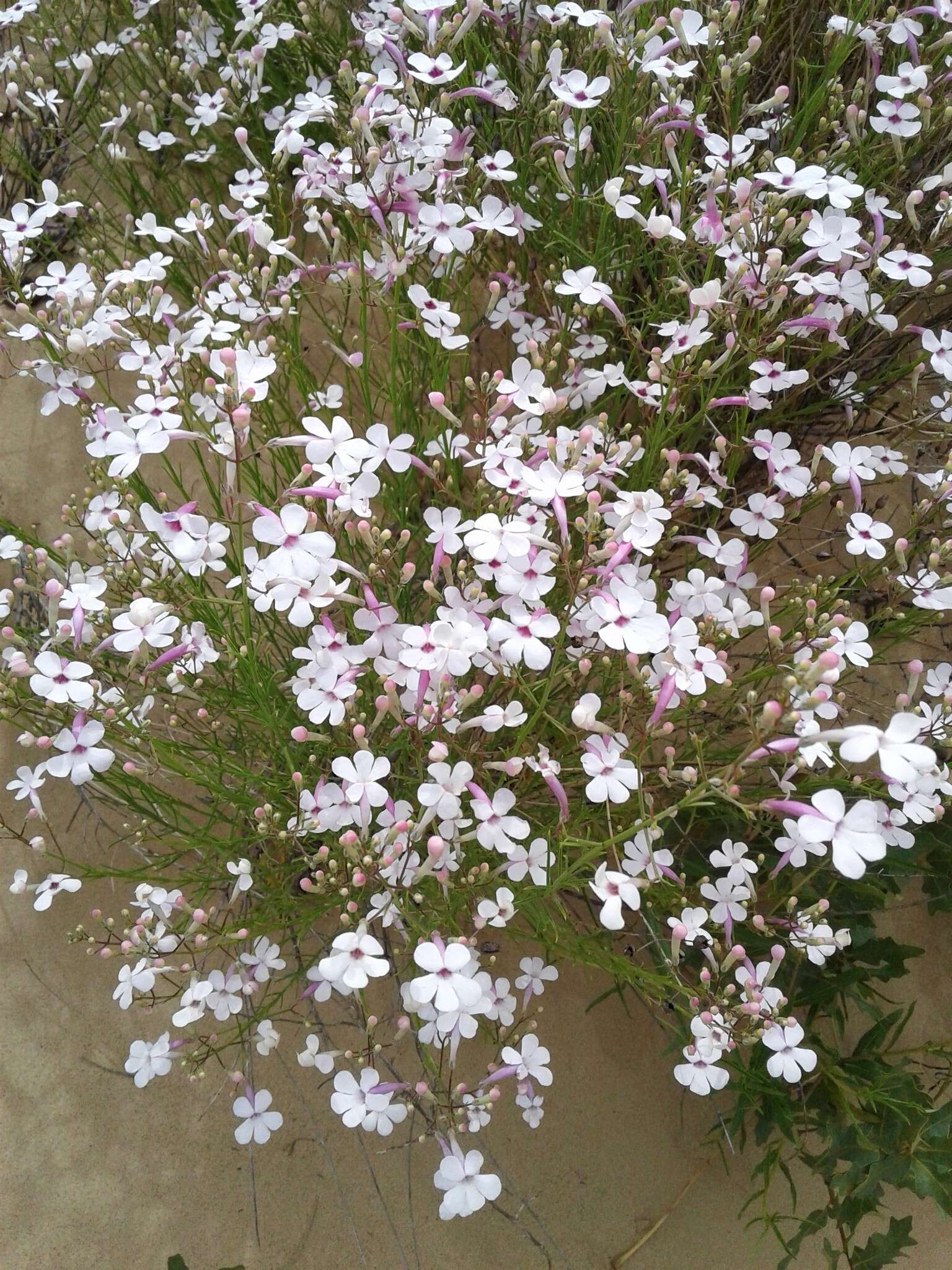 Image of gilia beardtongue