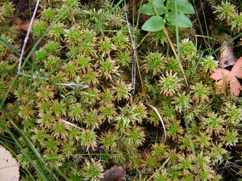 Image of Wulf's sphagnum