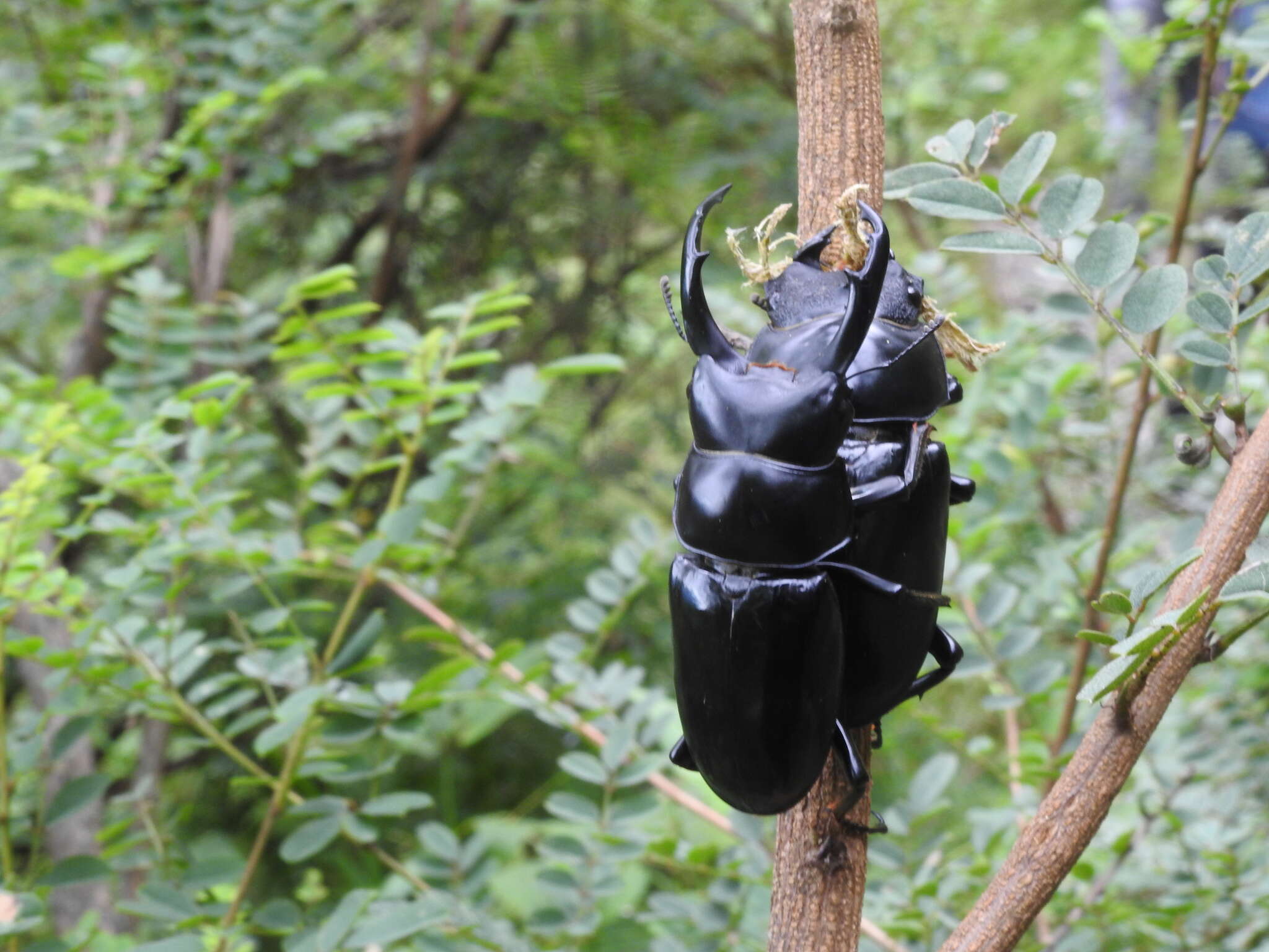 Image of Dorcus nepalensis (Hope 1831)