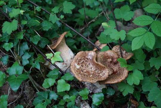 Image of dryad's saddle