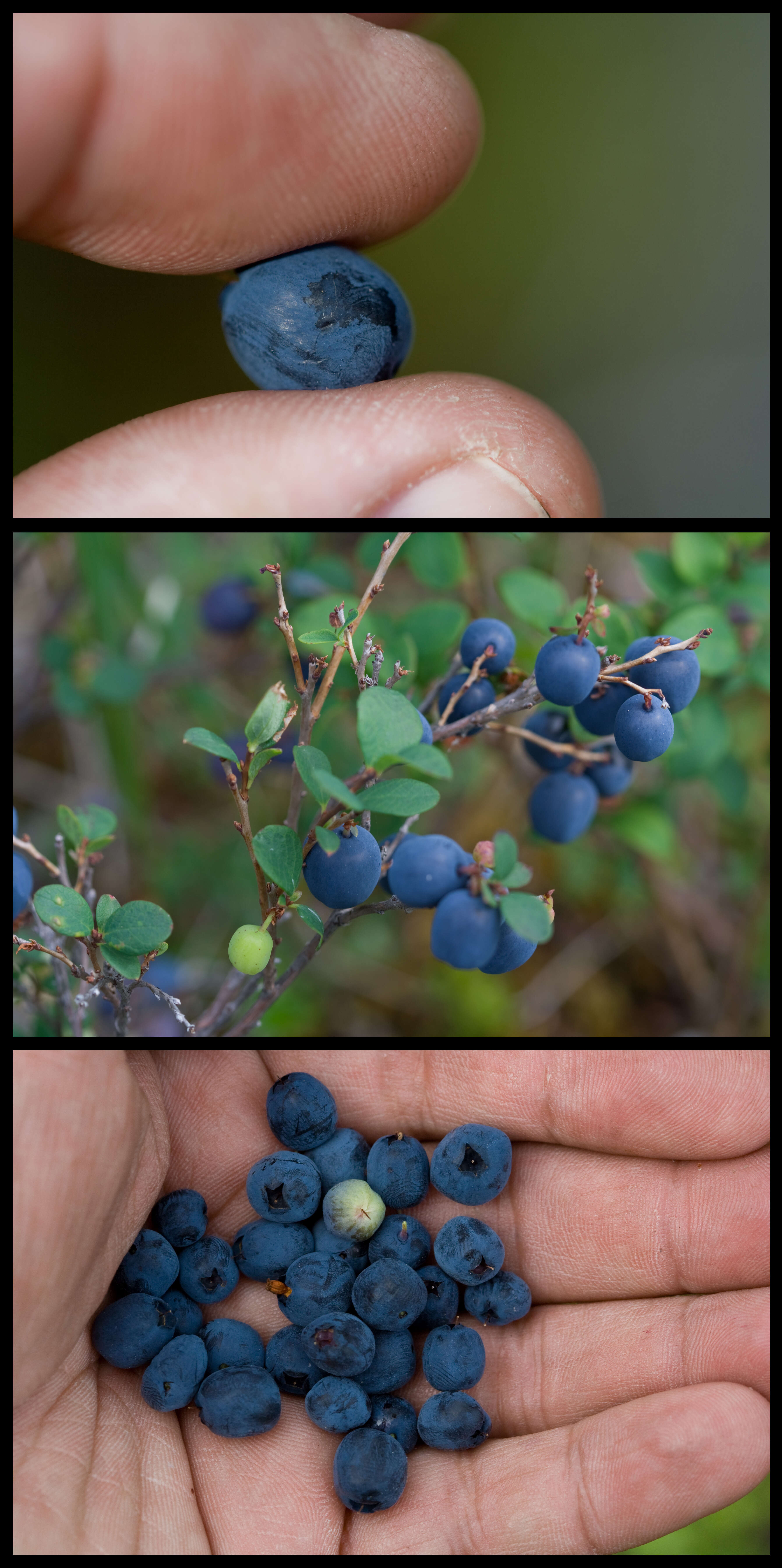 Vaccinium sect. Cyanococcus的圖片