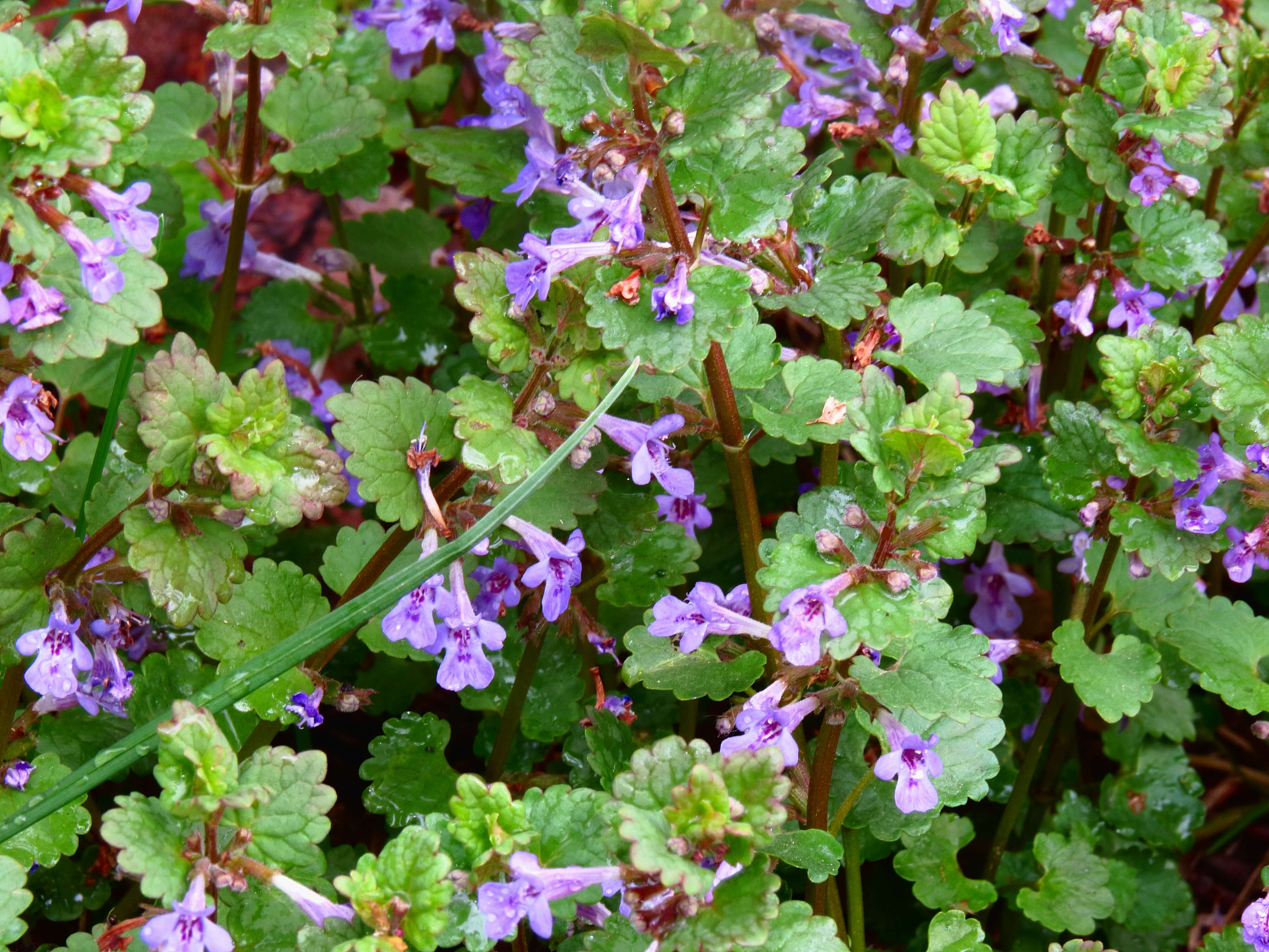 Image of Ground ivy