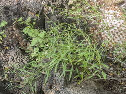 Image de Alternanthera echinocephala (Hook. fil.) Christopherson