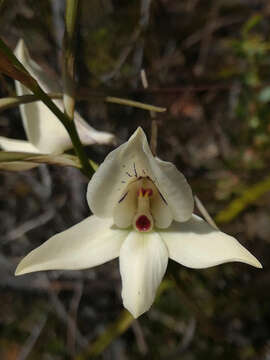 Image of Disa schlechteriana Bolus