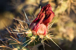 Imagem de Cylindropuntia acanthocarpa (Engelm. & J. M. Bigelow) F. M. Knuth