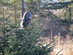 Image of Great Gray Owl