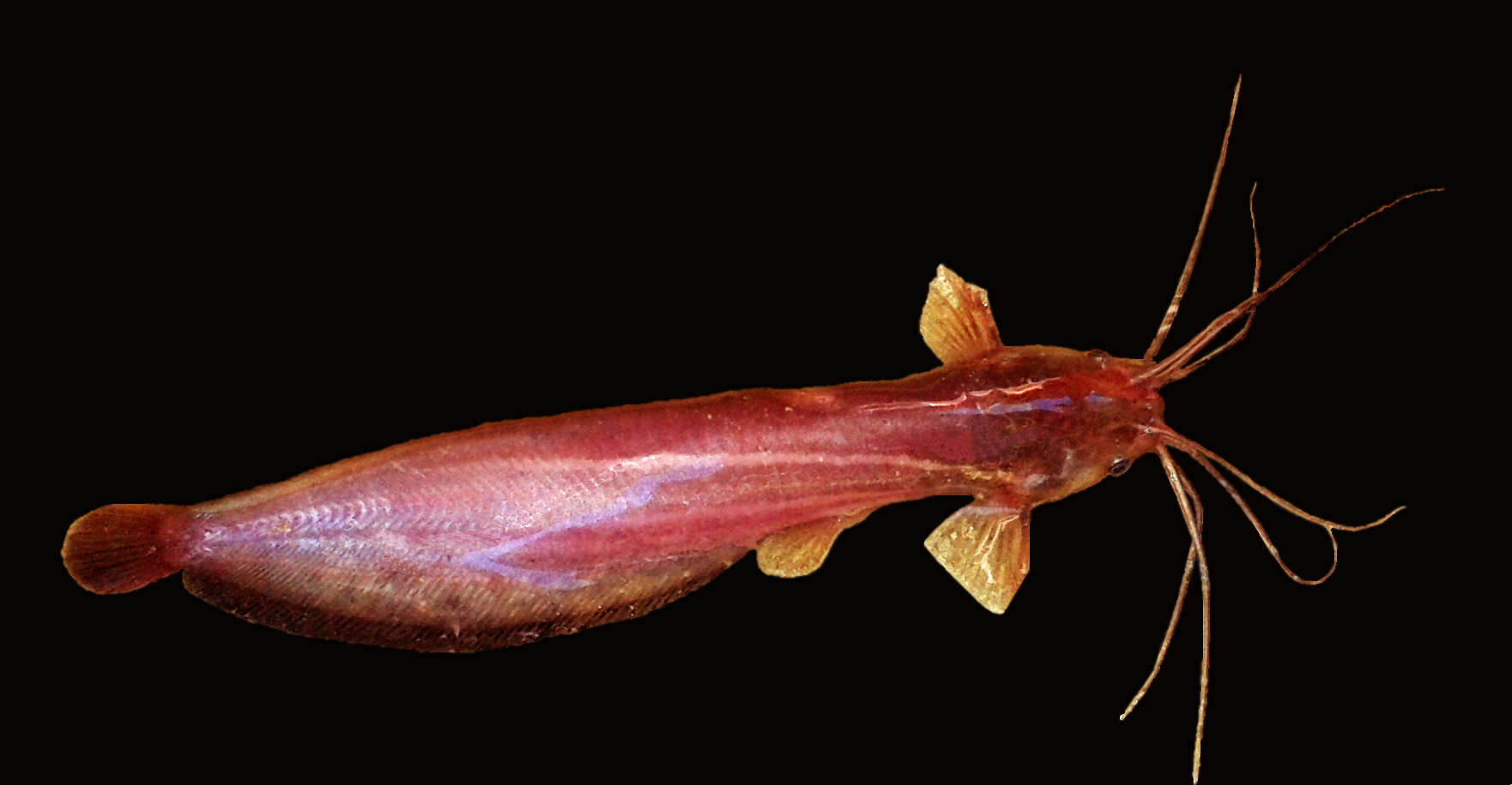 Image of airsac catfishes