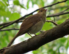 Image of Thrush Nightingale