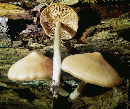 Image of Psathyrella conissans (Peck) A. H. Sm. 1972