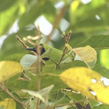 Image of Greater Green Leafbird