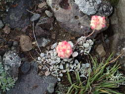 Image of cushion buckwheat