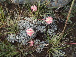 Image of cushion buckwheat