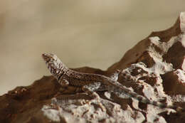 Image of Sceloporus merriami annulatus Smith 1937