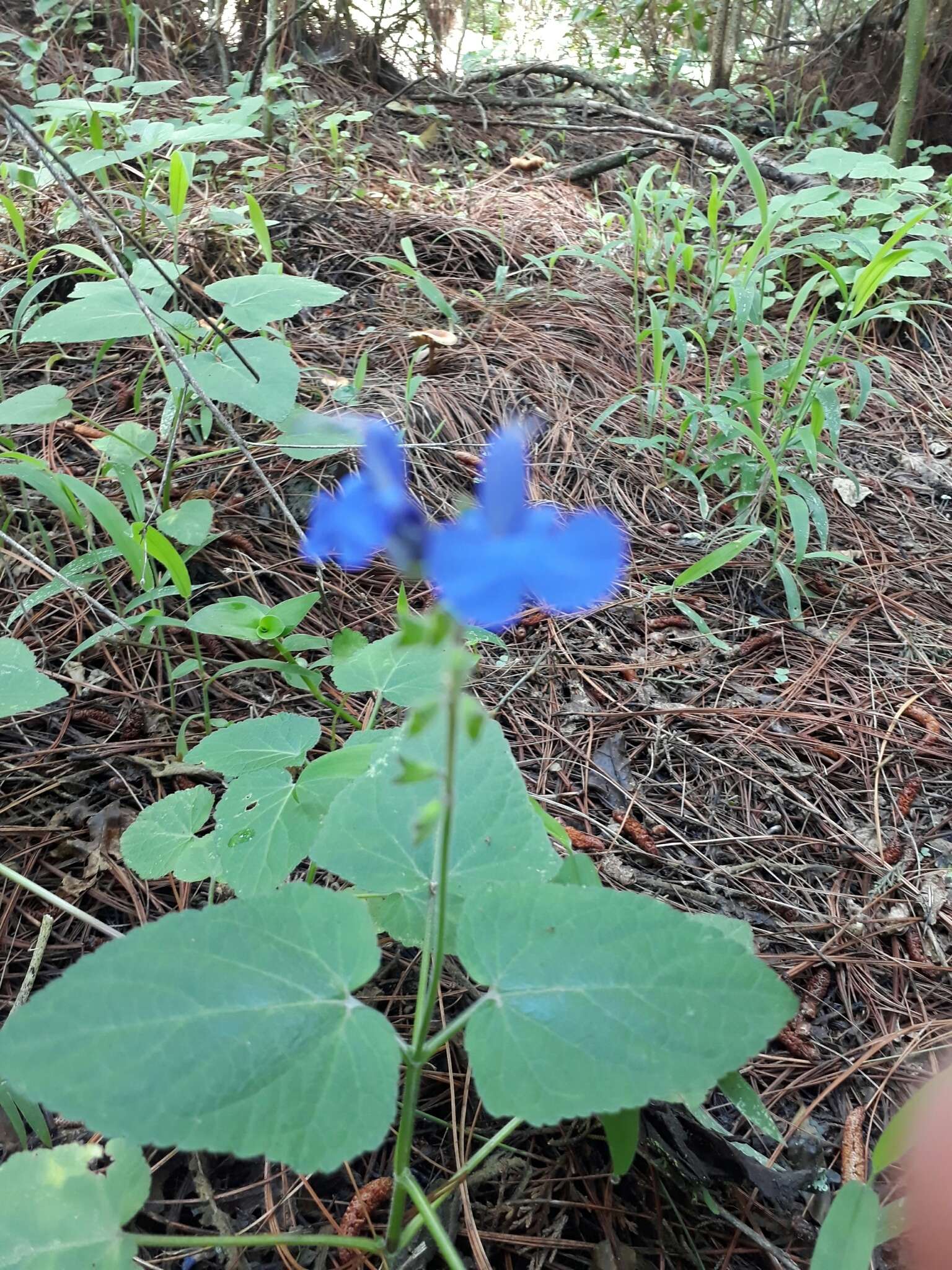 Salvia scutellarioides Kunth resmi