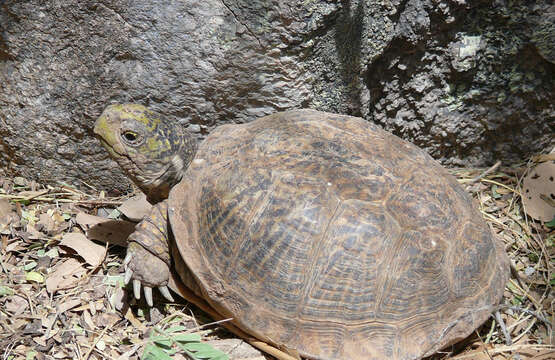 Plancia ëd Terrapene ornata (Agassiz 1857)