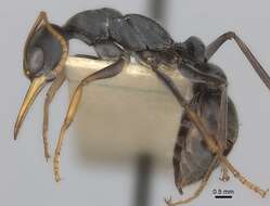 Image of Jack jumper ant