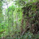 Plancia ëd Sirochloa parvifolia (Munro) S. Dransf.