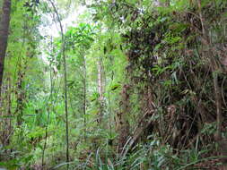 Sivun Sirochloa parvifolia (Munro) S. Dransf. kuva