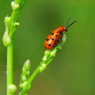 Image of Spotted asparagus beetle