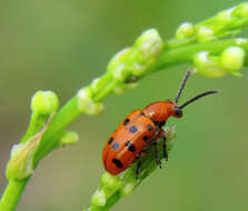 Image of Spotted asparagus beetle