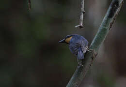 Image of Large Blue Flycatcher