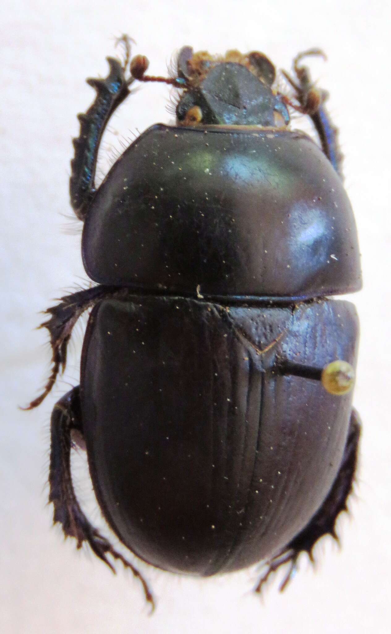 Image of Sericotrupes niger (Marsham 1802)