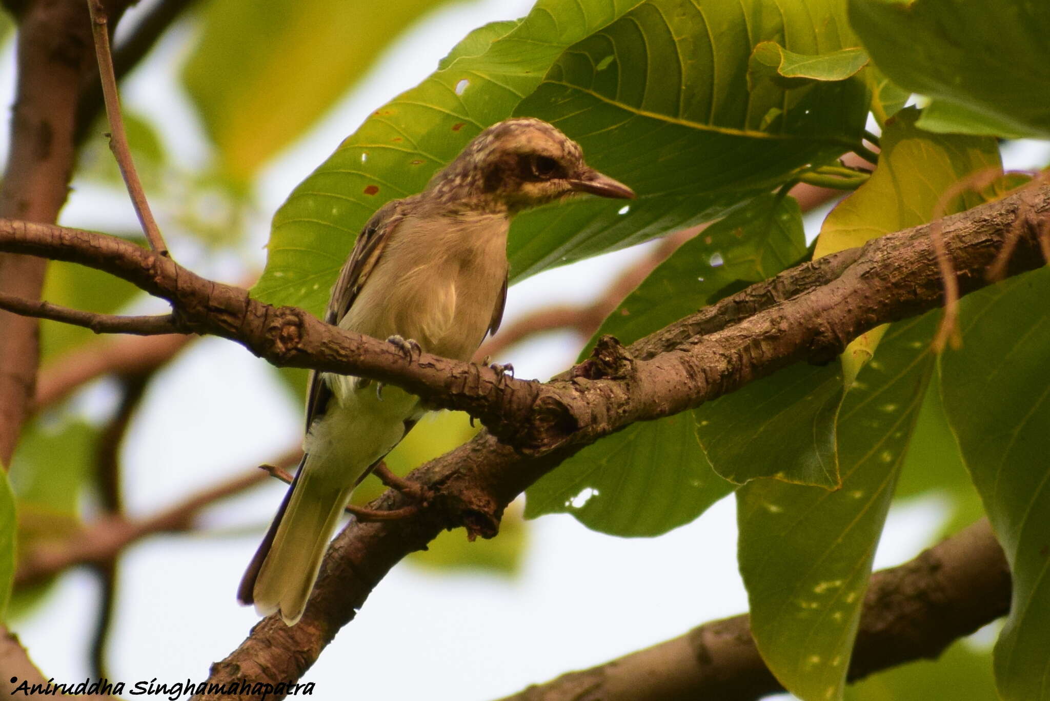 Tephrodornis Swainson 1832的圖片