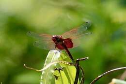 Imagem de Tramea eurybia Selys 1878