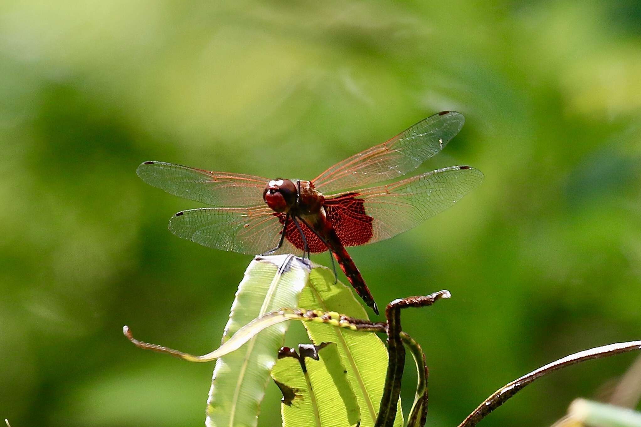 Imagem de Tramea eurybia Selys 1878