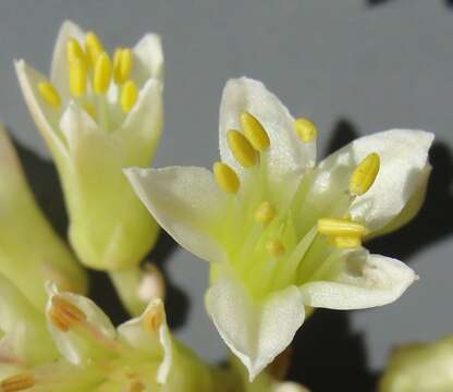 Image of Sedum flavidum