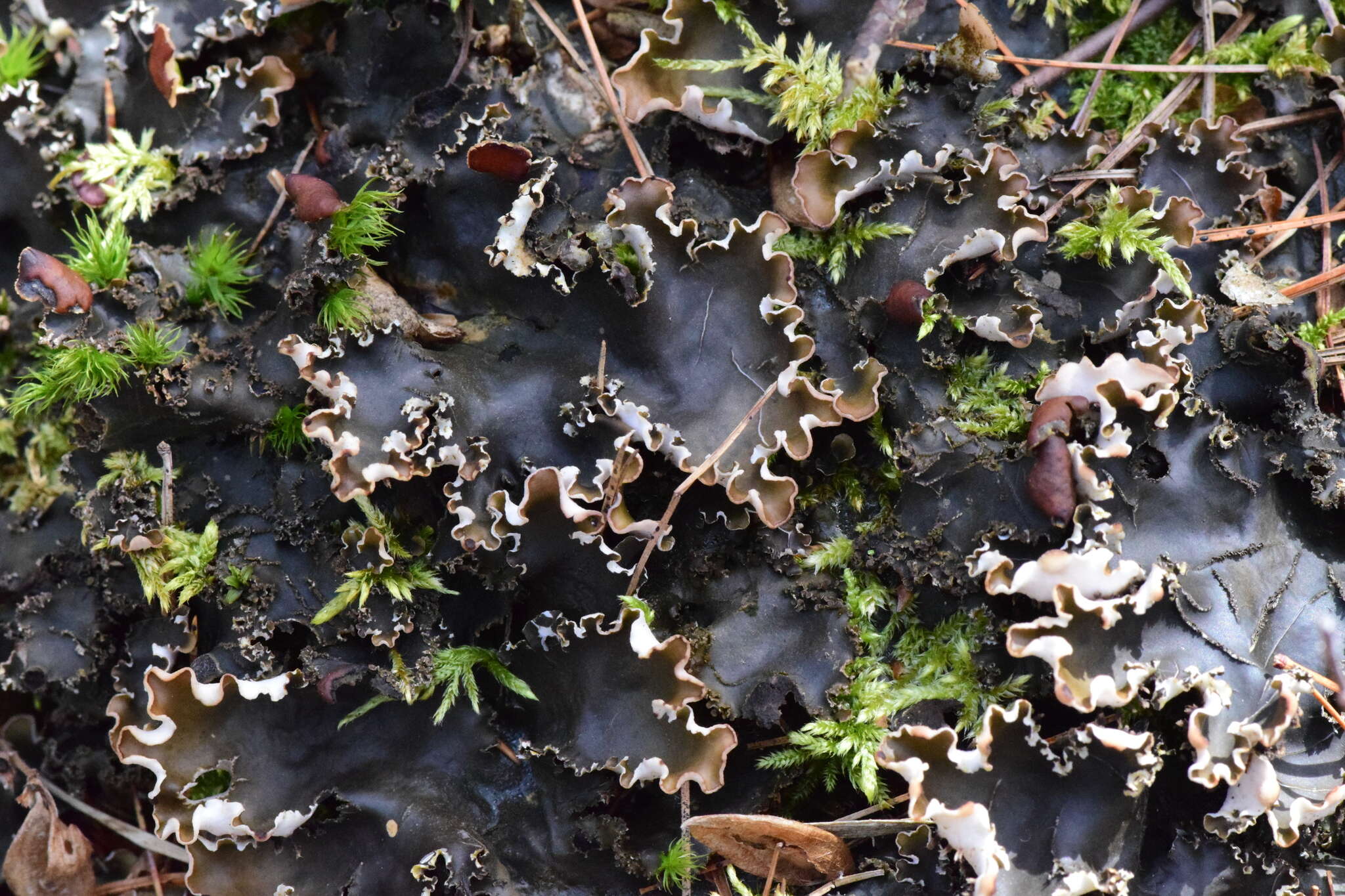 Image of Elizabeth's felt lichen