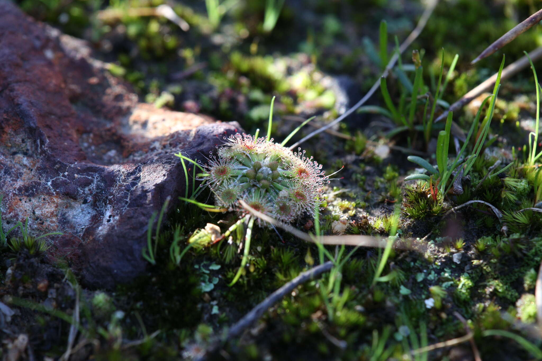 صورة Drosera miniata Diels