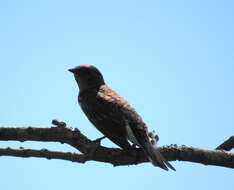 Cinnyricinclus leucogaster verreauxi (Finsch & Hartlaub 1870)的圖片