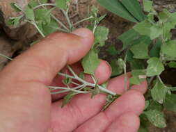 Image of Vernonia arabica F. G. Davies