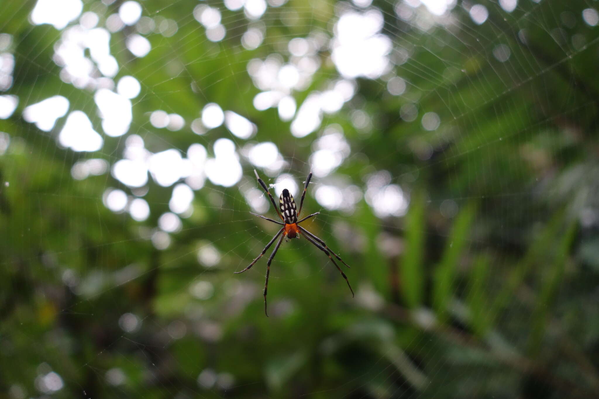 Image of Leucauge tessellata (Thorell 1887)