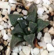 Image of Haworthia maraisii Poelln.