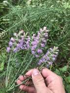 Image of prairie blazing star