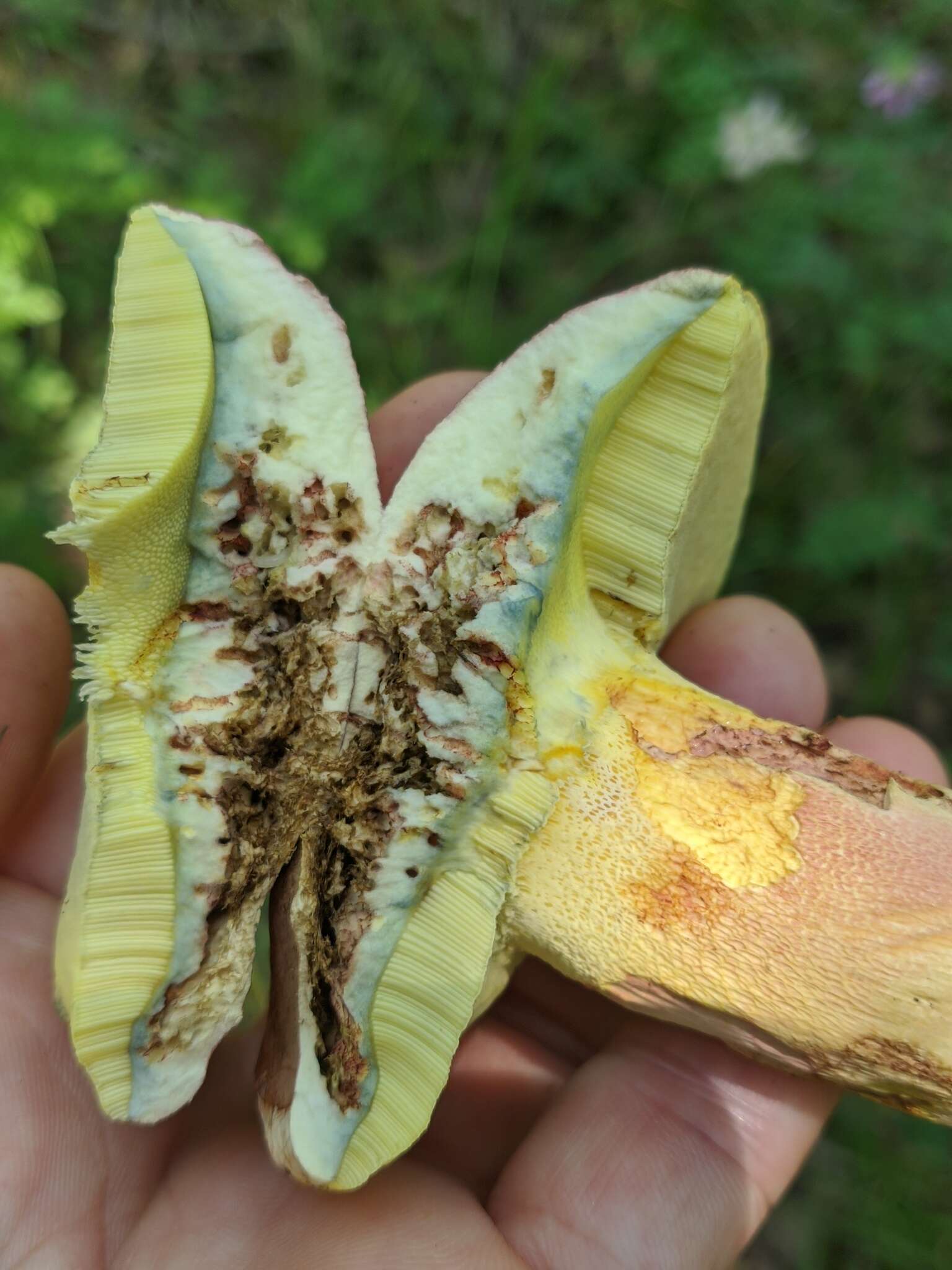 Image of butter bolete