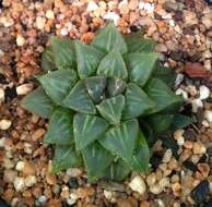 Image of Haworthia mirabilis (Haw.) Haw.