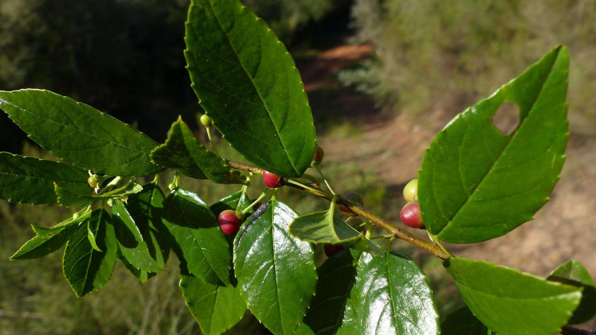 Sivun Rhamnus prinoides L'Her. kuva