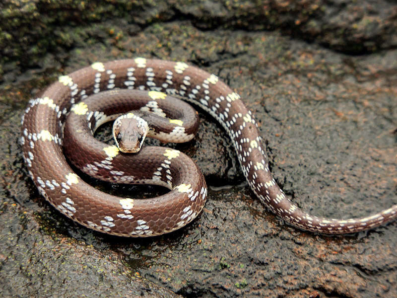 Image of Barred Wolf Snake