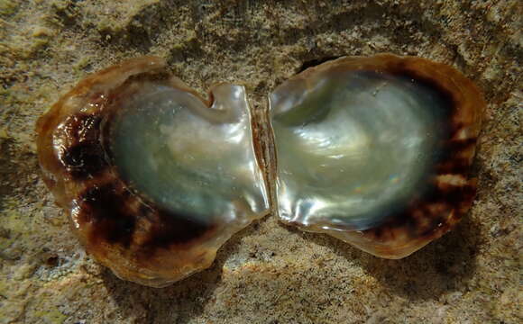 Image of Atlantic pearl-oyster