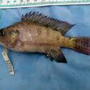 Image de Oreochromis niloticus baringoensis Trewavas 1983