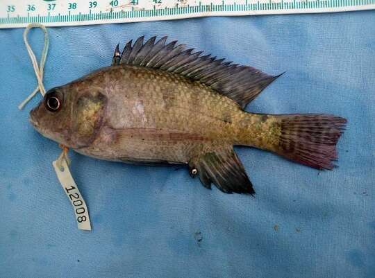 Image de Oreochromis niloticus baringoensis Trewavas 1983