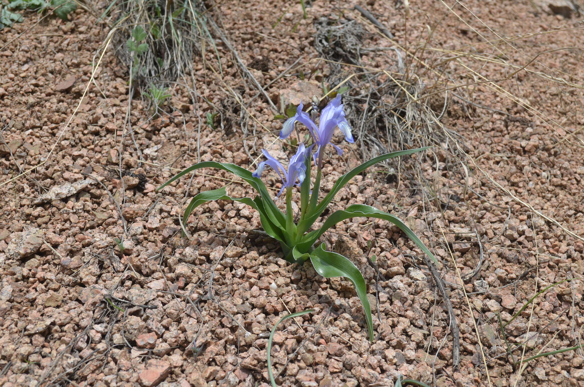 Image of Iris graeberiana Sealy